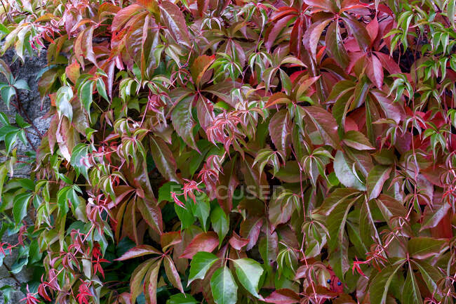 Germany, Saxony, colorful leaves of wild vine — Stock Photo