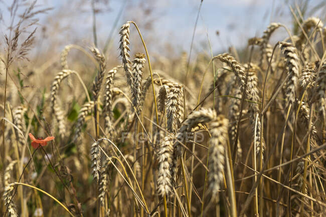 Close up of Wheat field — Stock Photo