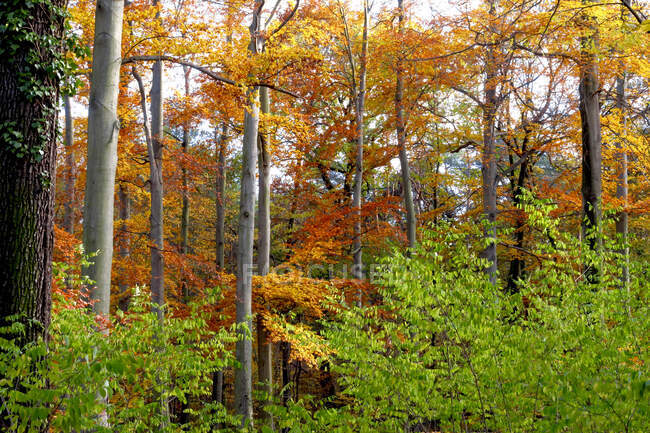 Germany, Saxony, Beech forest in autumn — Stock Photo