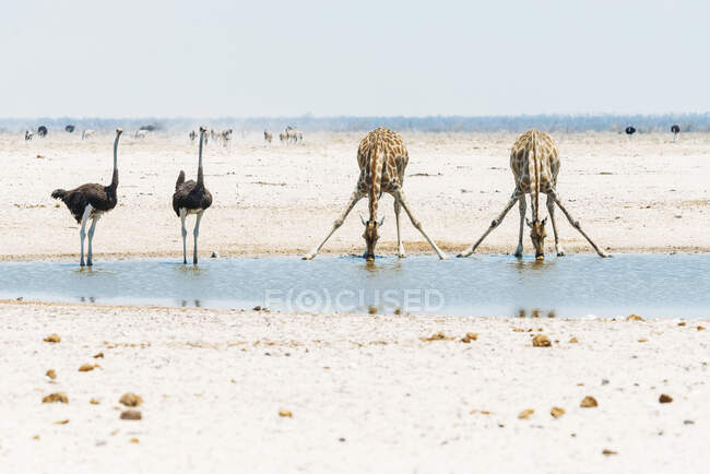 Намибия, страусы и жирафы у водопоя в национальном парке Этоша — стоковое фото