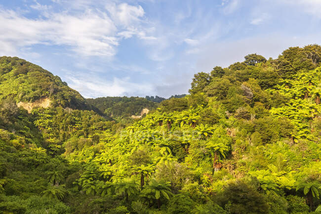 Новая Зеландия, Зеленый тропический лес — стоковое фото