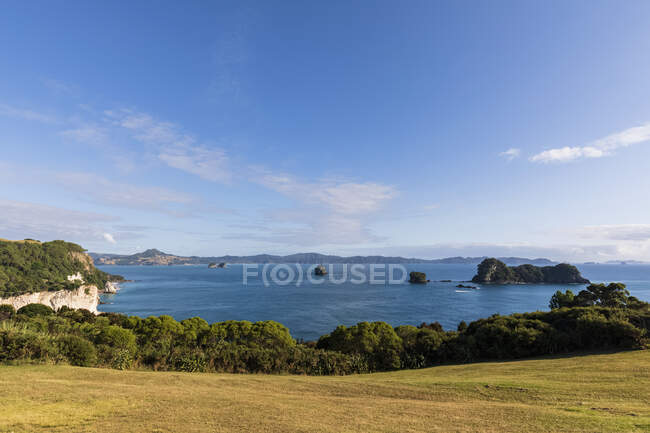Nuova Zelanda, Isola del Nord, Waikato, Alberi lungo la costa della baia di Gemstone — Foto stock