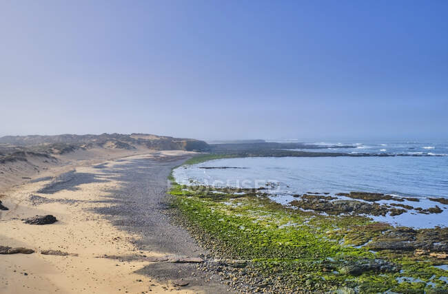 Portugal, Alentejo, Vila Nova de Milfontes, Algae on sandy coastal beach — Stock Photo