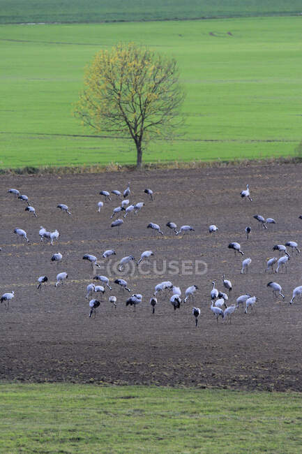 Alemanha, Brandemburgo, Rebanho de guindastes pastando no campo de outono — Fotografia de Stock