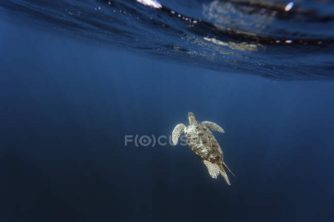 Indonésia, Bali, Vista subaquática da tartaruga solitária nadando perto da superfície — Fotografia de Stock