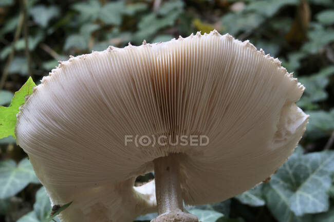 Germany, Saxony, Close-up of gills of light brown mushroom — Stock Photo