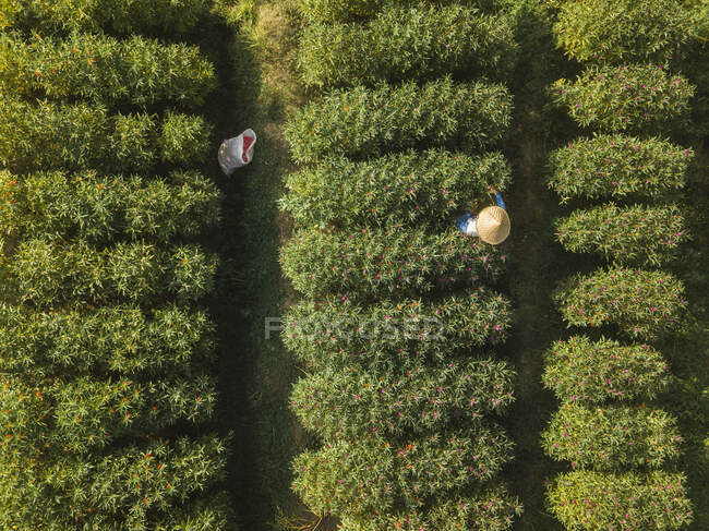 Indonésia, Bali, Vista aérea do agricultor que trabalha na plantação de flores — Fotografia de Stock