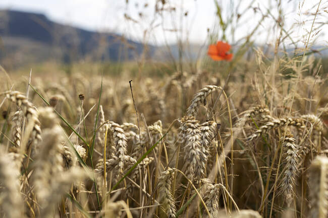Perto do campo de trigo — Fotografia de Stock