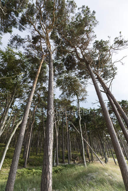 Vista ad angolo basso degli alberi che crescono nella foresta di Darss, Germania — Foto stock