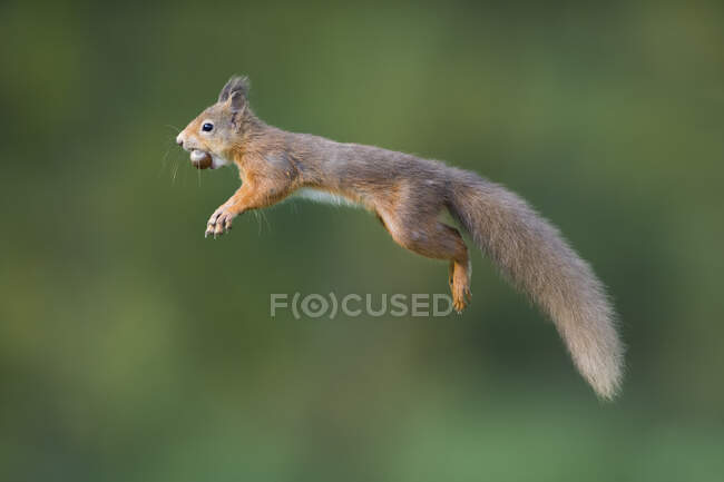 Écureuil roux sautant portant noisette dans la bouche — Photo de stock