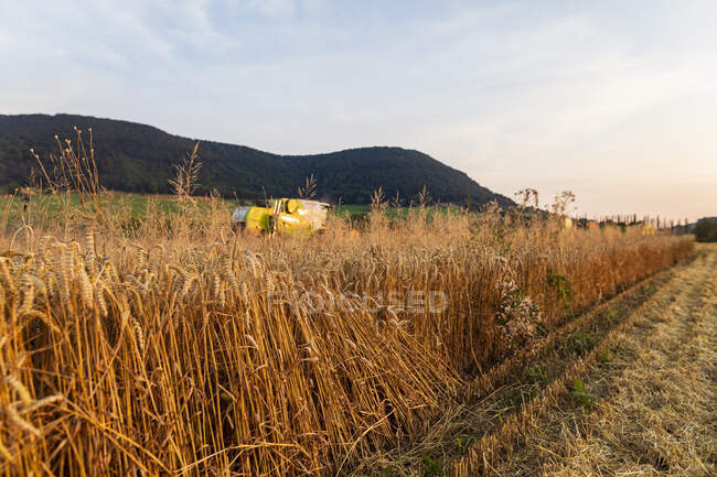 Органічне землеробство, пшеничне поле, збирання врожаю, збирання врожаю ввечері — стокове фото