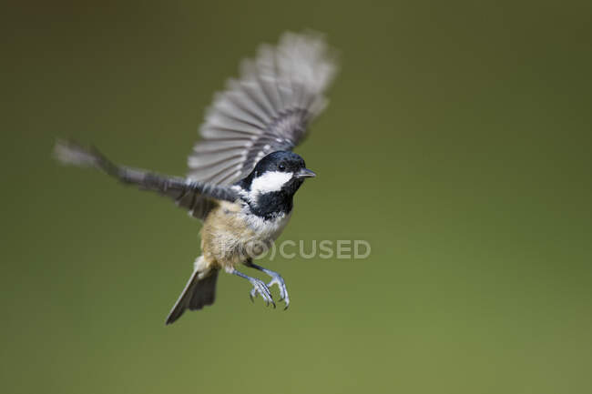 Scotland, Coal tit, Periparus ater, flying - foto de stock