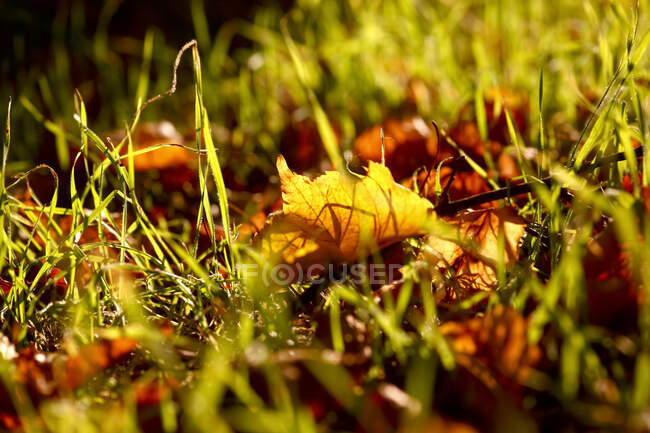 Крупним планом осіннє листя на трав'янистій землі — стокове фото