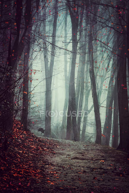 Alemania, Wuppertal, vista panorámica del bosque brumoso - foto de stock