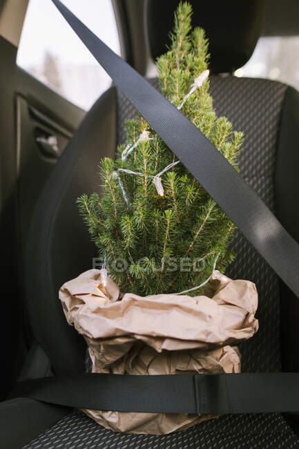 Різдвяне дерево з ременем безпеки в машині. — стокове фото
