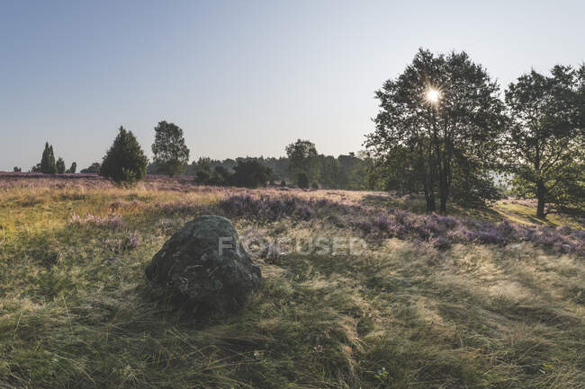 Alemanha, Baixa Saxónia, Luneburg Heath, Campos com saúde ao pôr-do-sol — Fotografia de Stock