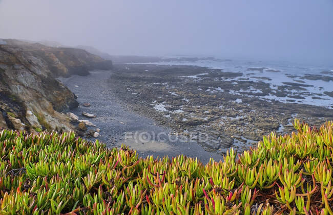 Portugal, Alentejo, Vila Nova de Milfontes, Plants growing in front of rocky coastal beach — Stock Photo