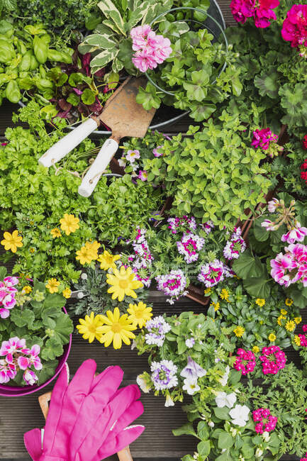 Herramientas de jardín y flores con flores y plantas. concepto de jardinería. - foto de stock