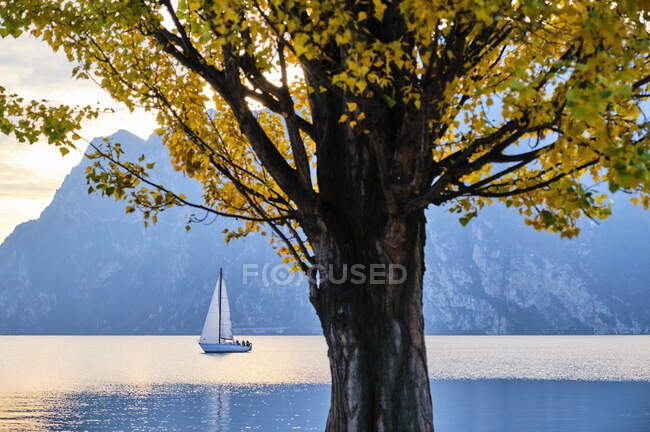 Italy, Trentino, Nago-Torbole, Autumn tree growing on shore of Lake Garda with sailboat in background — Stock Photo