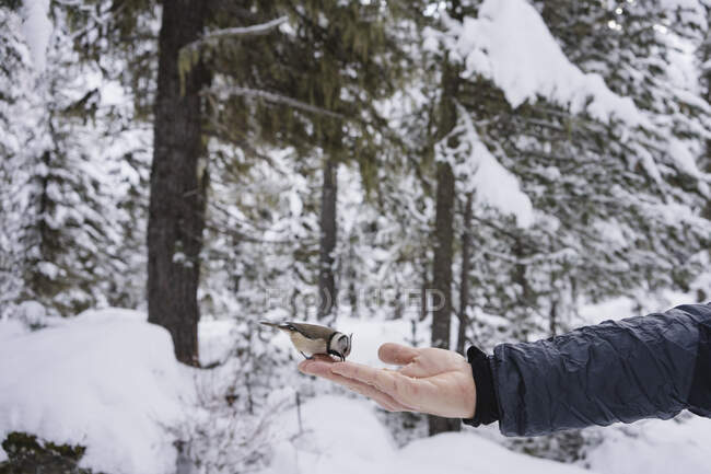 Little bird eating from the female hand in the snowy forest. Engadin, Switzerland — Stock Photo