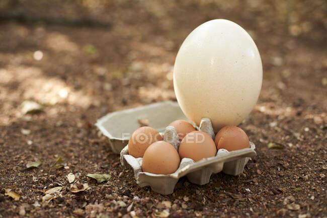 Œufs blancs et bruns en carton sur terre — Photo de stock