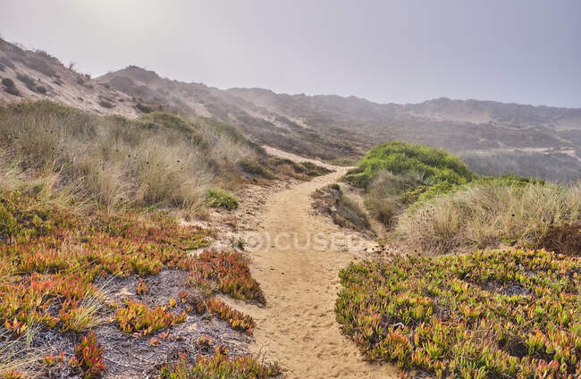 Portugal, Alentejo, Vila Nova de Milfontes, Various plants growing along sandy coastal footpath — Stock Photo