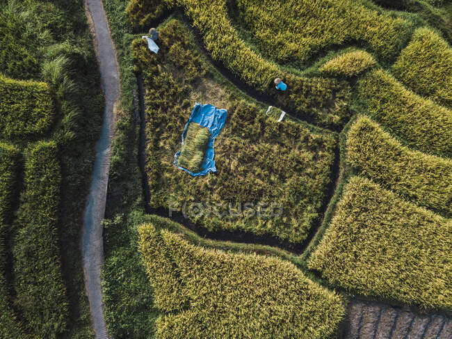 Vista aérea do agricultor que trabalha em arroz paddy em Bali, Indonésia — Fotografia de Stock