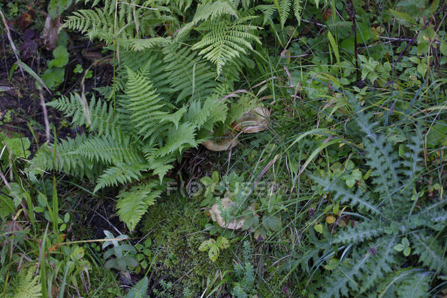 Высокоугольный вид на различные растения, растущие на земле в лесу в Фаллахе, Германия — стоковое фото