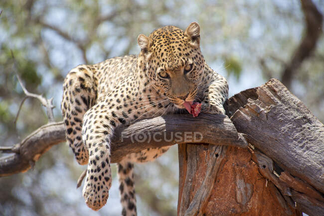 Namibia, Leopard frisst rohes Fleisch am Baum — Stockfoto
