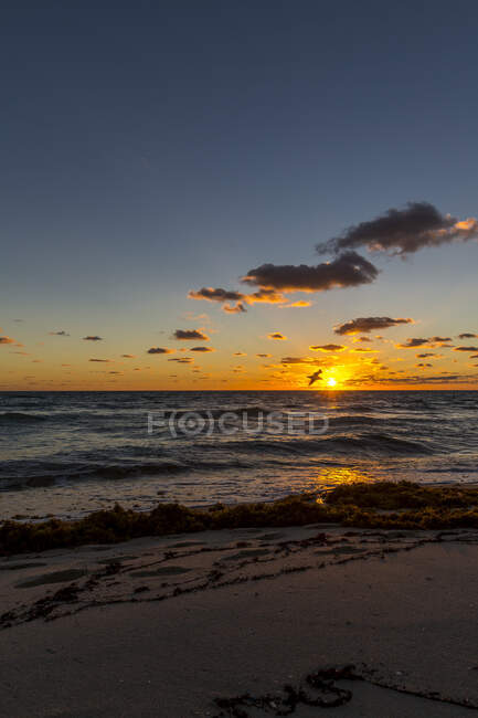 Птахи з Маямі - Біч (Флорида, США) під час сходу сонця. — стокове фото