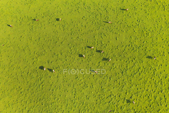 Vista aérea das vacas que pastam em pastagens, Peretshofen, Alemanha — Fotografia de Stock