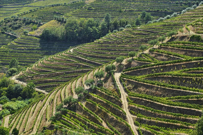 Portugal, Douro, Douro Valley, Aerial view of vineyards on hill  — Stock Photo