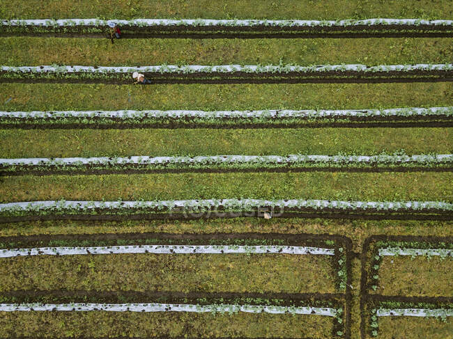 Aerial view of workers at farm, Bali, Indonesia — Stock Photo