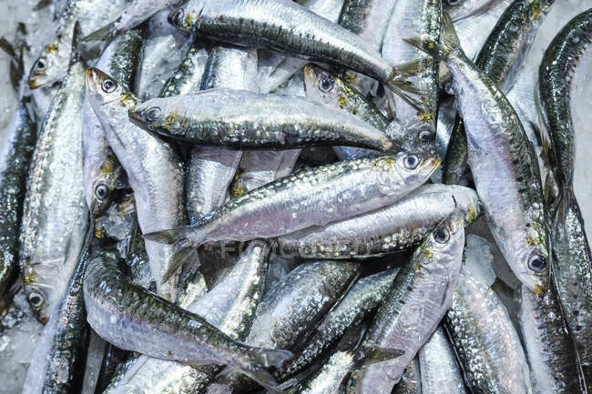 Portugal, Alentejo, Vila Nova de Milfontes, Heap of fresh sardines — Stock Photo