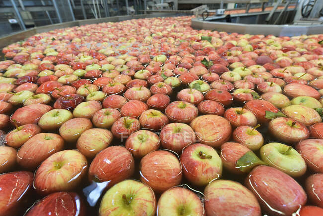 Conveyor belt with apples in water — Stock Photo
