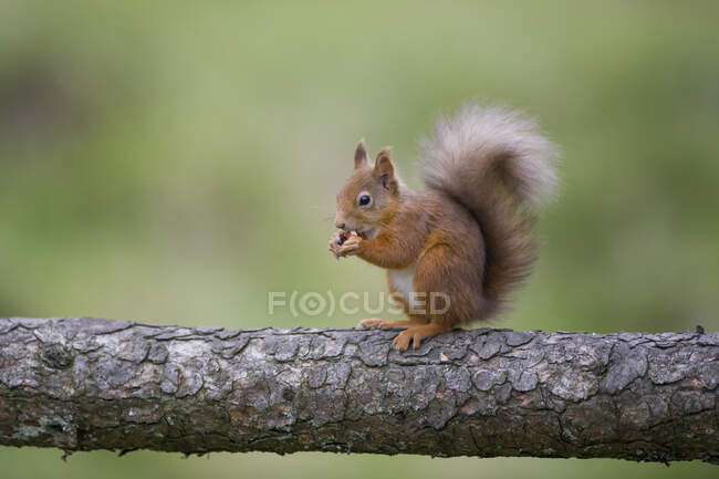 Ardilla en el bosque - foto de stock