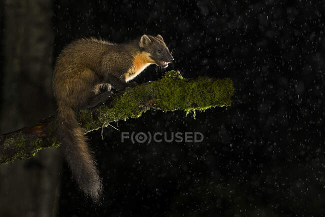 Martora di pino, martes martes, appollaiato su un albero di notte — Foto stock