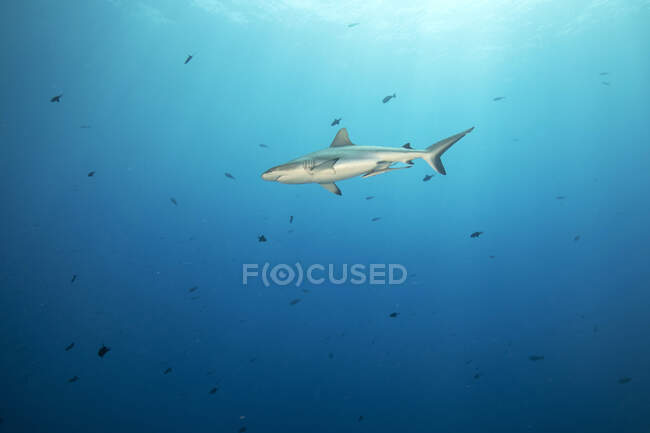 Palaos, Blue Corner, Requin gris de récif (Carcharhinus amblyrhynchos) nageant en mer — Photo de stock