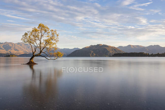 Nouvelle-Zélande, Otago, Wanaka Tree et le lac Wanaka à l'aube — Photo de stock