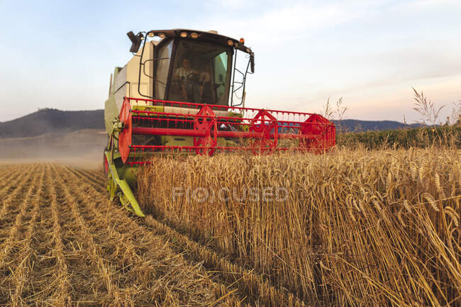 Agricultura biológica, campo de trigo, colheita, colheitadeira à noite — Fotografia de Stock