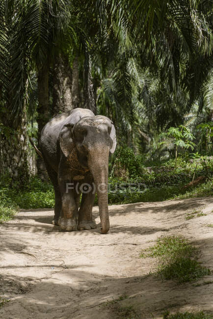 Elephant in sanctuary, Krabi, Thailand — Stock Photo