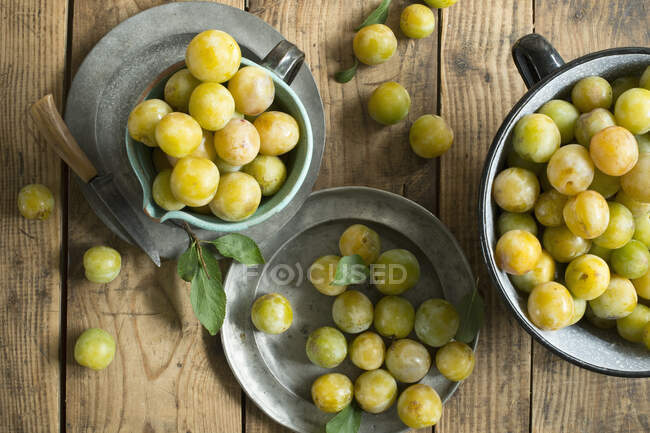 Vista aerea di vasi metallici con greengage (Prunus domestika subsp.italica) — Foto stock
