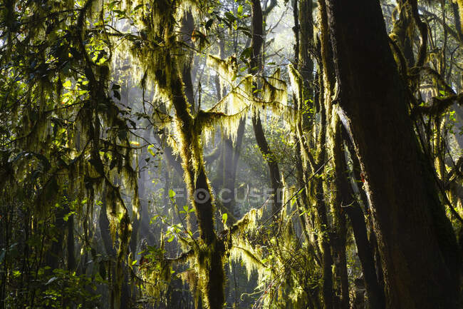 Spagna, Provincia di Santa Cruz de Tenerife, Green musssy forest of Garajonay National Park — Foto stock