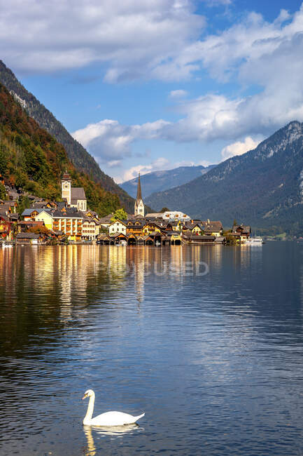 Autriche, Haute-Autriche, Hallstatt, Cygne nageant dans le lac Hallstatt avec la ville côtière en arrière-plan — Photo de stock