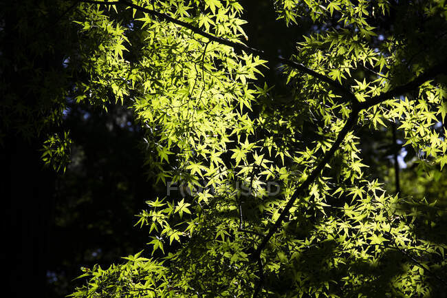 Япония, префектура Киото, Киото, вид с низкого угла на ветви зеленых деревьев — стоковое фото