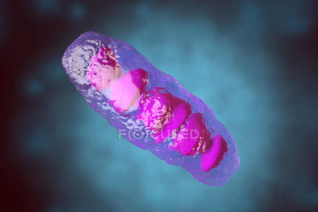 3D gerenderte Illustration, Visualisierung eines anatomisch korrekten Mitochondriums, eines Organells der meisten eukaryotischen und anderen Zellen — Stockfoto