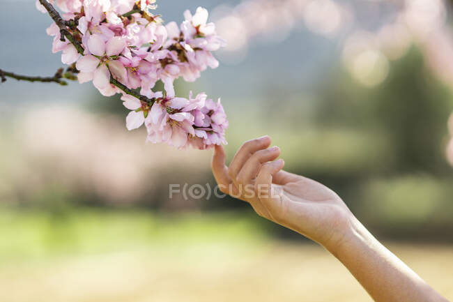 Mano de niña tocando flor de almendra rosa, primer plano — ramita,  Naturaleza - Stock Photo | #468728540