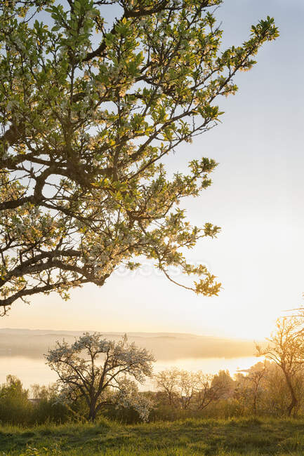 Germania, Baden-Wurttemberg, Lago di Costanza e alberi all'alba — Foto stock