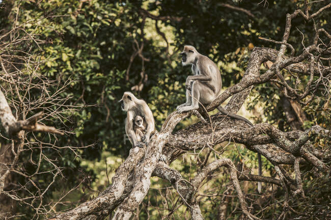 Sri Lanka, Provinz Sabaragamuwa, Udawalawe, Affenfamilie sitzt zusammen auf einem Ast — Stockfoto