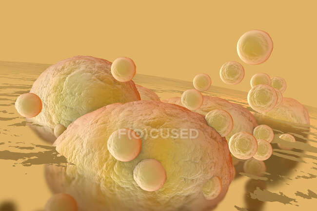 Illustration par rendu 3D, visualisation de cellules adipeuses se bouchant ensemble dans le corps humain — Photo de stock